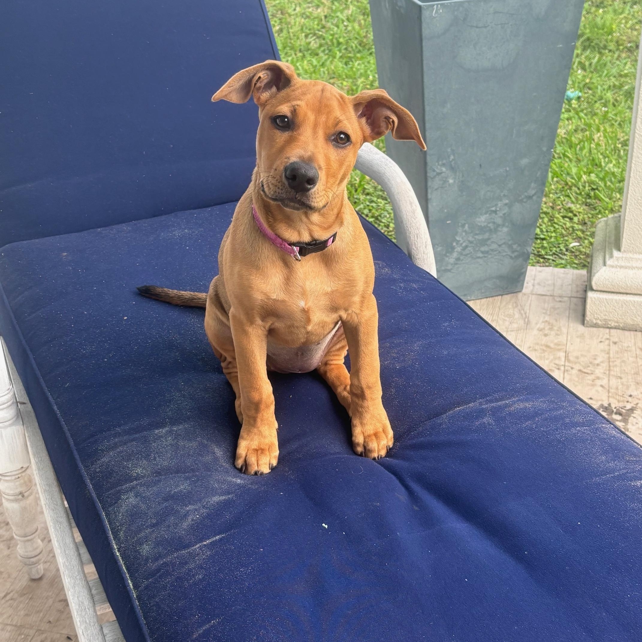 North, a Adopted mixed breed in DELRAY BEACH, FL image 6/6
