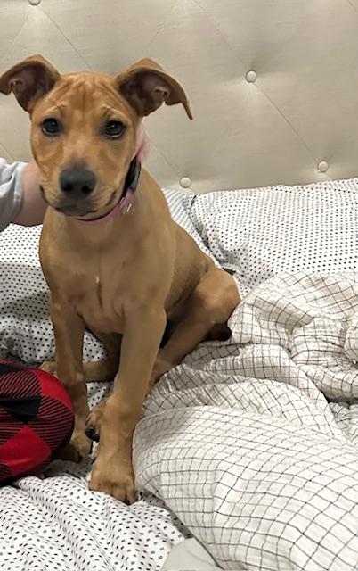 North, a Adopted mixed breed in DELRAY BEACH, FL image 3/6