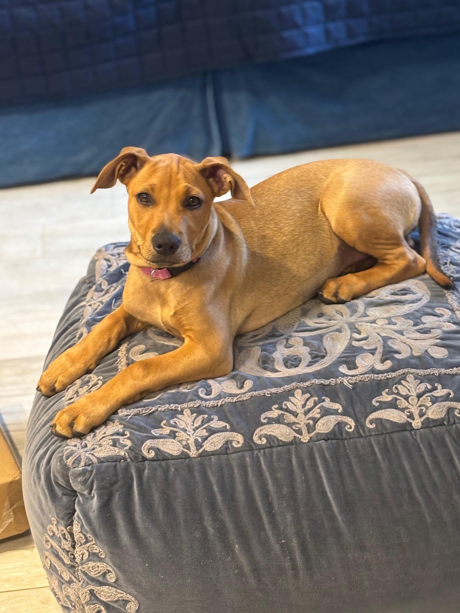 North, a Adopted mixed breed in DELRAY BEACH, FL image 5/6