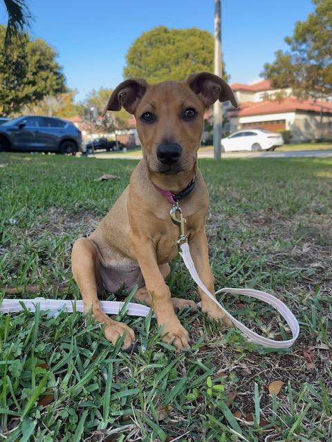 North, a Adopted mixed breed in DELRAY BEACH, FL image 4/6