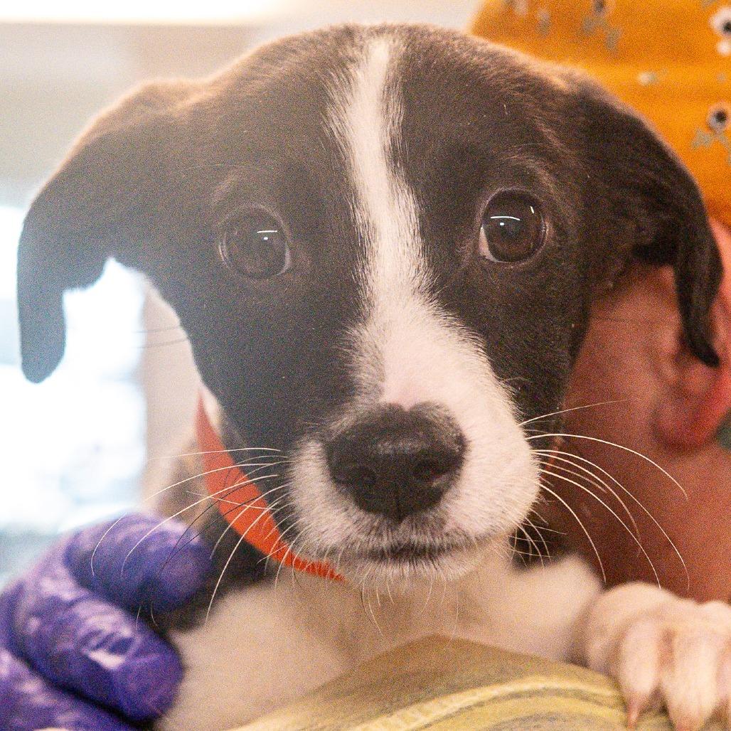Granola, Adoptable, Puppy Male Mixed Breed.