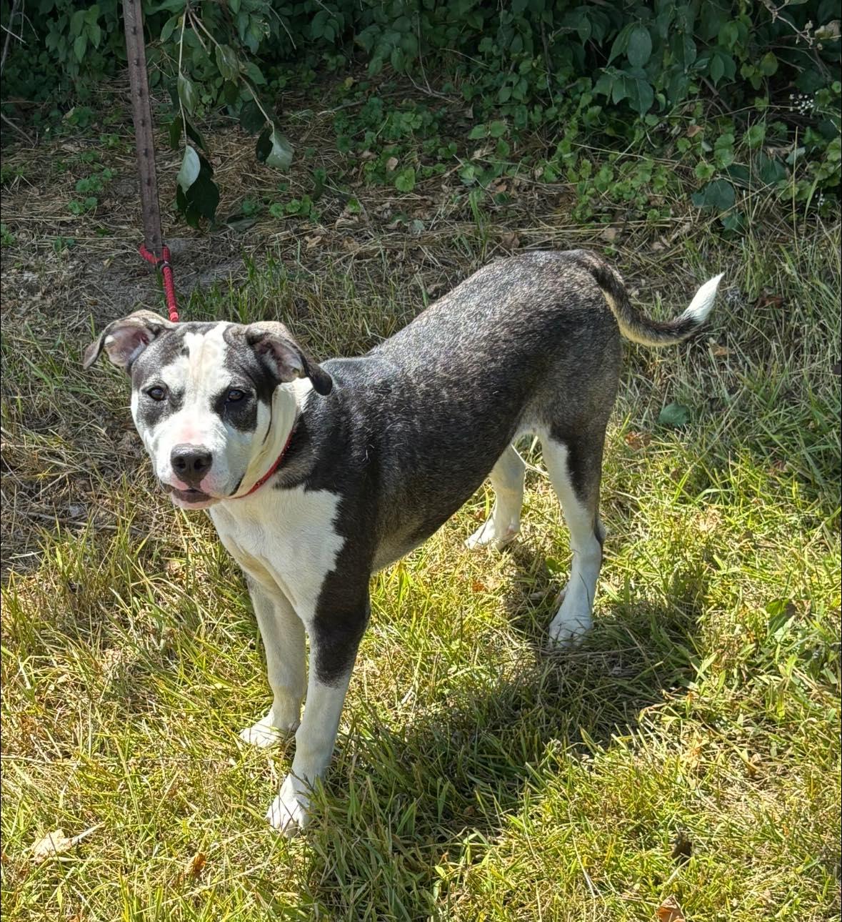 Enlarge Dana, a Adoptable mixed breed in Paris, IL image 1/1