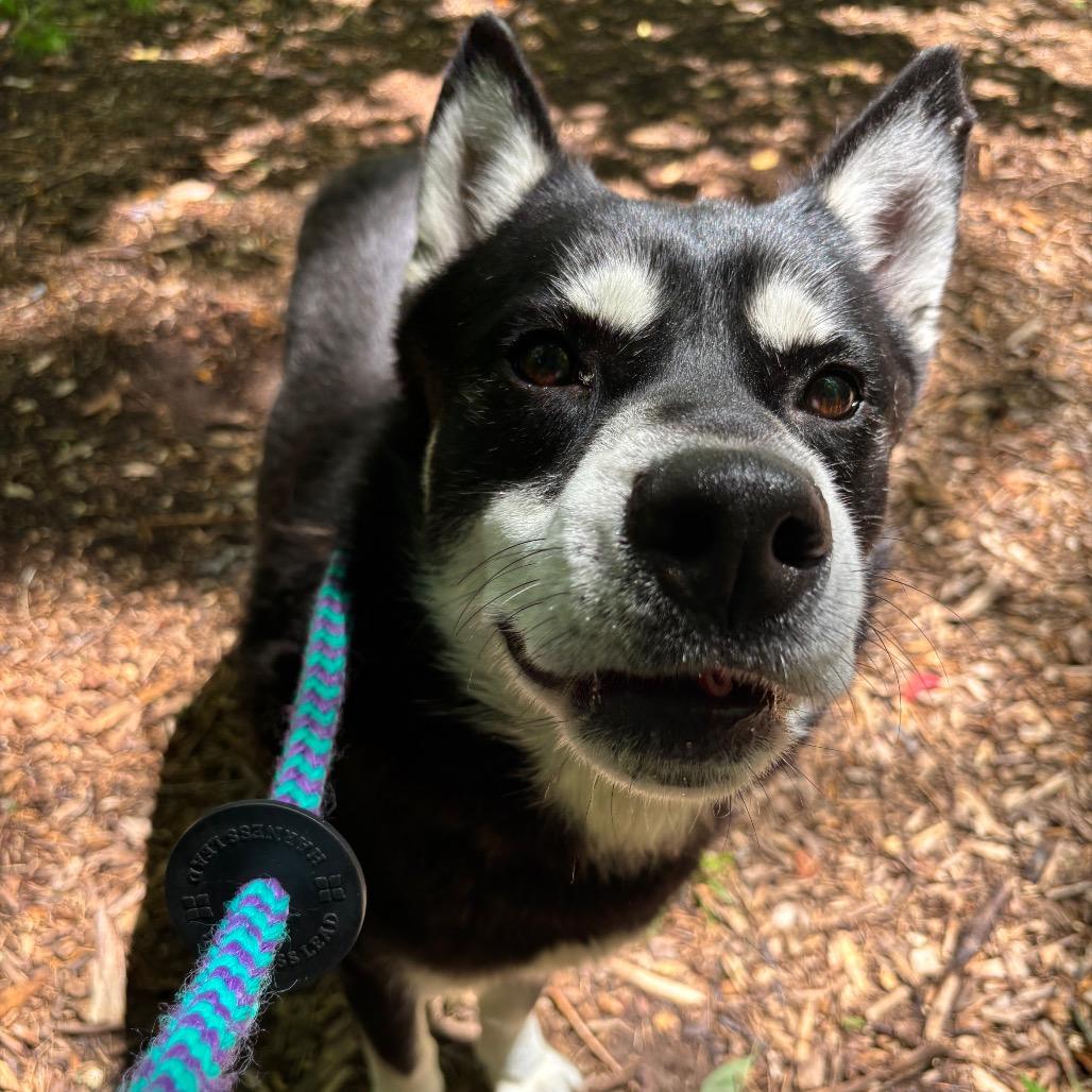 Tender, Adoptable, Adult Male Husky.