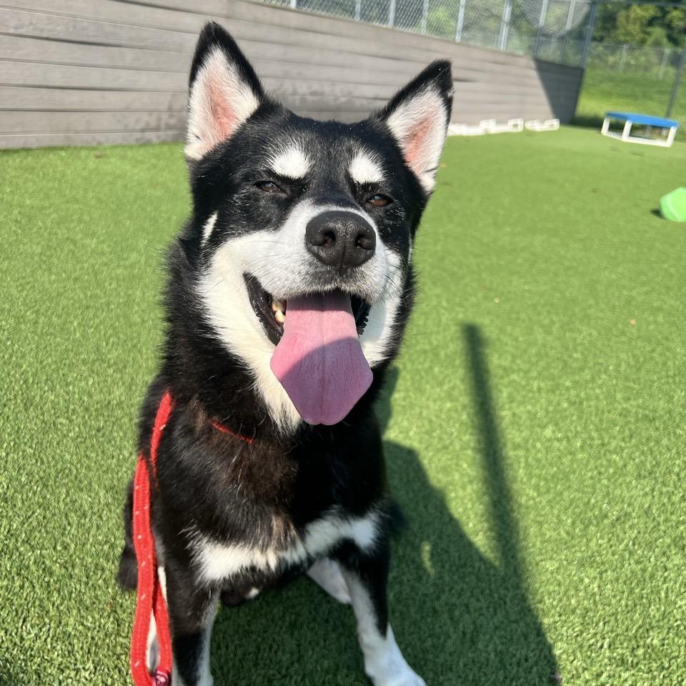 Enlarge Tender, a Adoptable Husky in Chattanooga, TN image 2/6