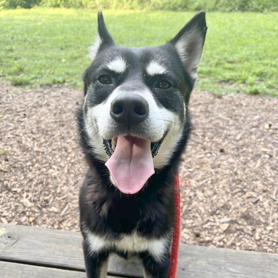 Enlarge Tender, a Adoptable Husky in Chattanooga, TN image 3/6