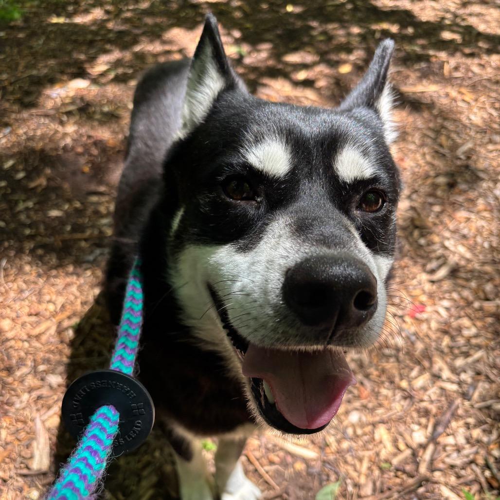 Enlarge Tender, a Adoptable Husky in Chattanooga, TN image 4/6