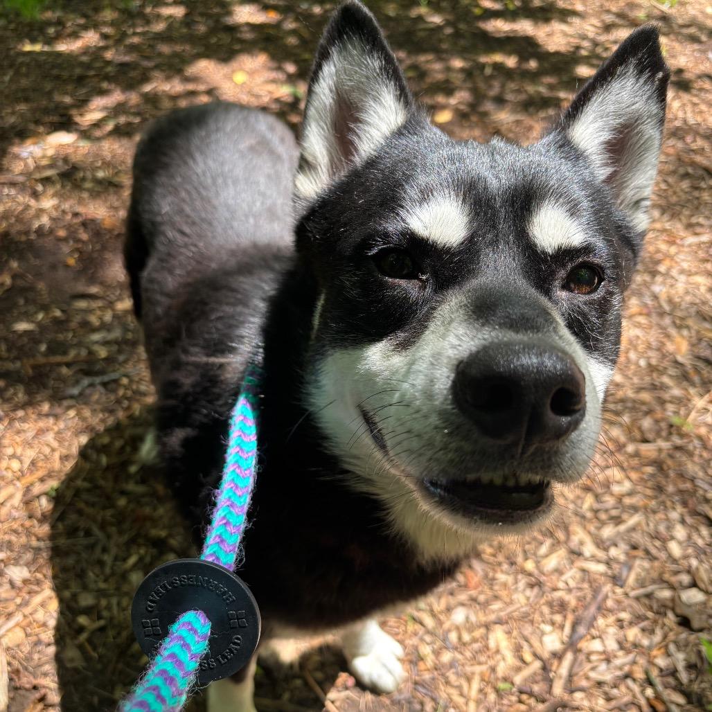 Enlarge Tender, a Adoptable Husky in Chattanooga, TN image 5/6