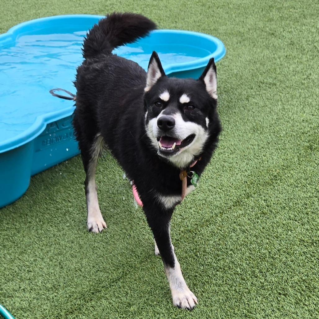 Enlarge Tender, a Adoptable Husky in Chattanooga, TN image 6/6