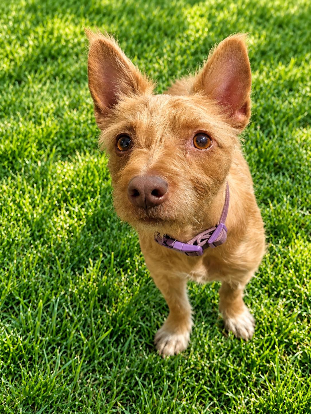 Ember, Adoptable, Young Female Terrier.