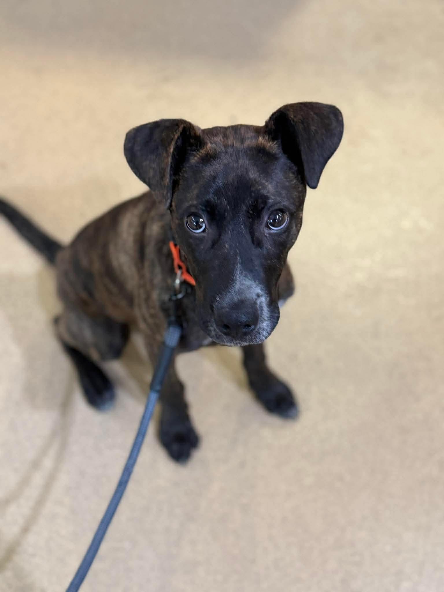 Enlarge Torkin  (foster needed), a Adoptable mixed breed in Westwood, NJ image 6/6