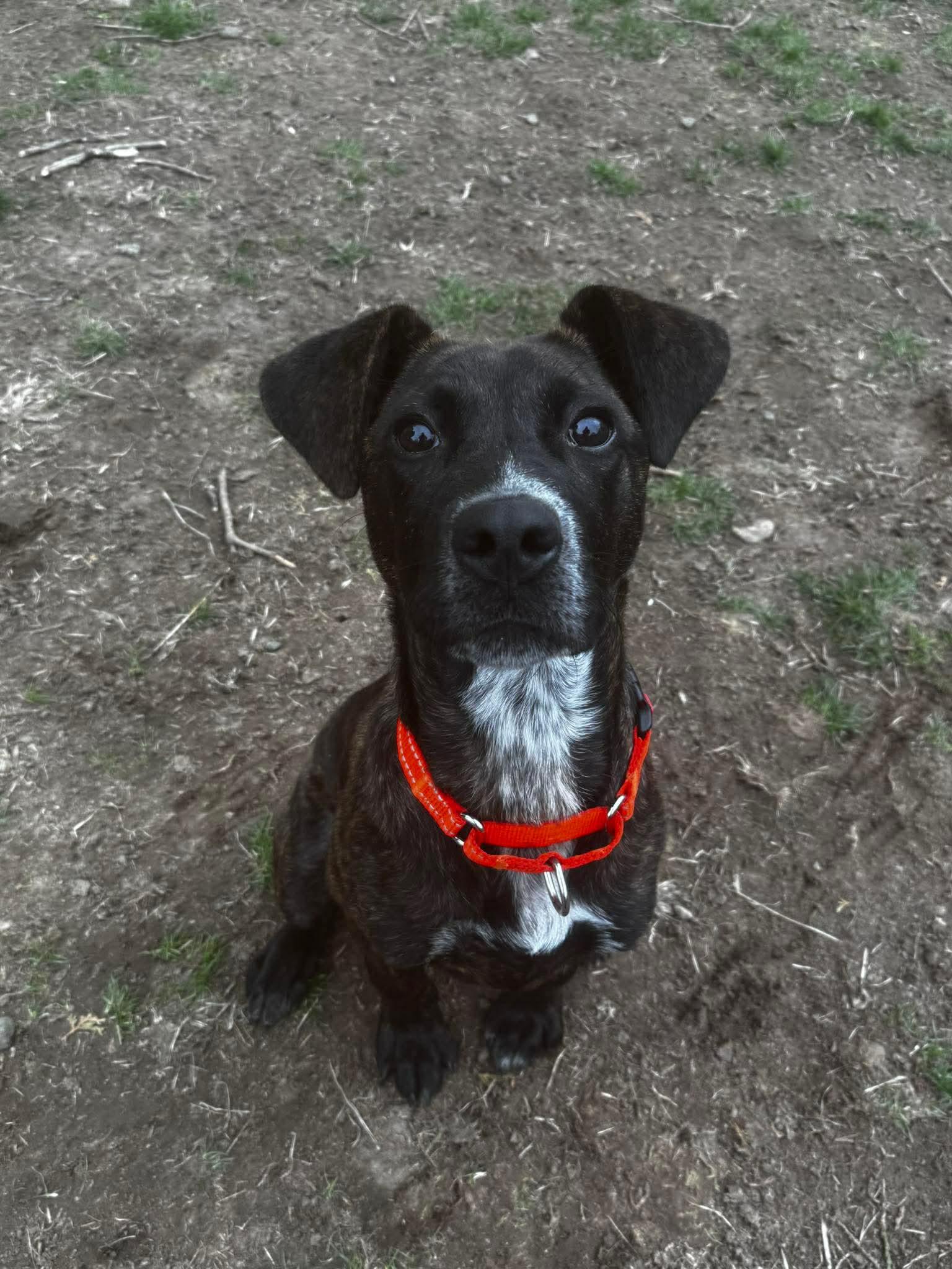 Enlarge Torkin  (foster needed), a Adoptable mixed breed in Westwood, NJ image 3/6