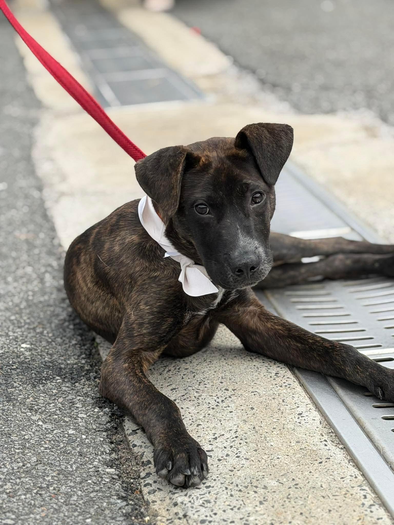 Enlarge Torkin  (foster needed), a Adoptable mixed breed in Westwood, NJ image 2/6