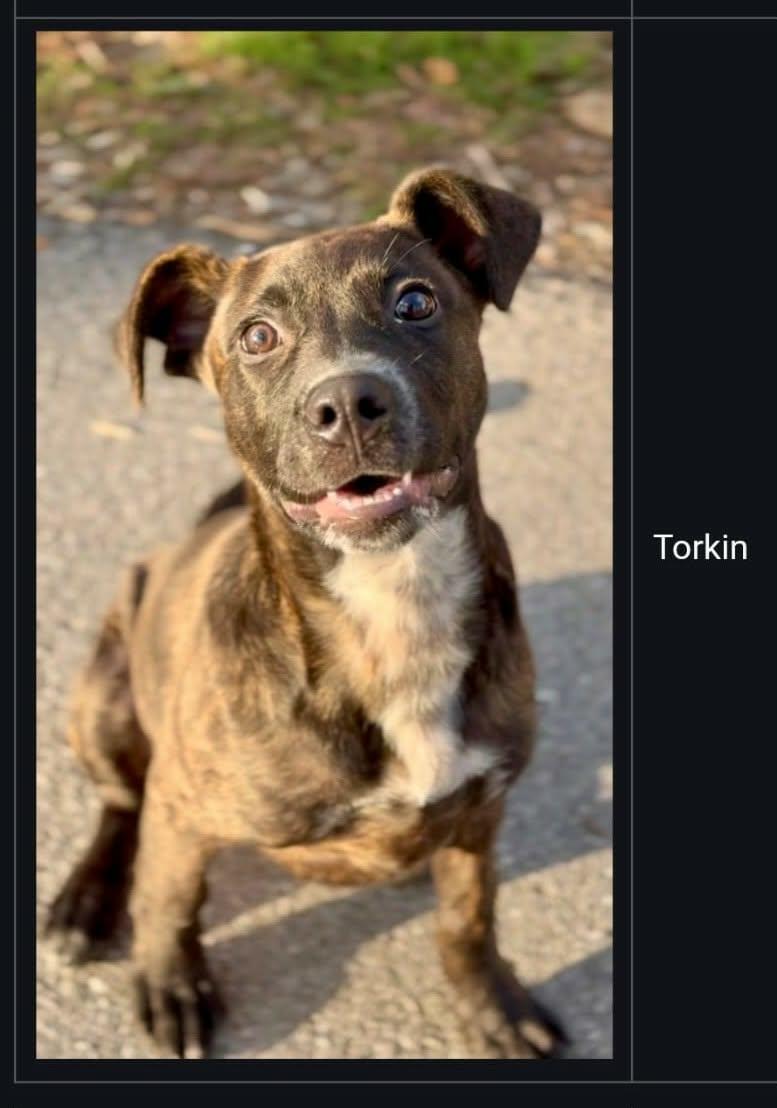 Enlarge Torkin  (foster needed), a Adoptable mixed breed in Westwood, NJ image 4/6