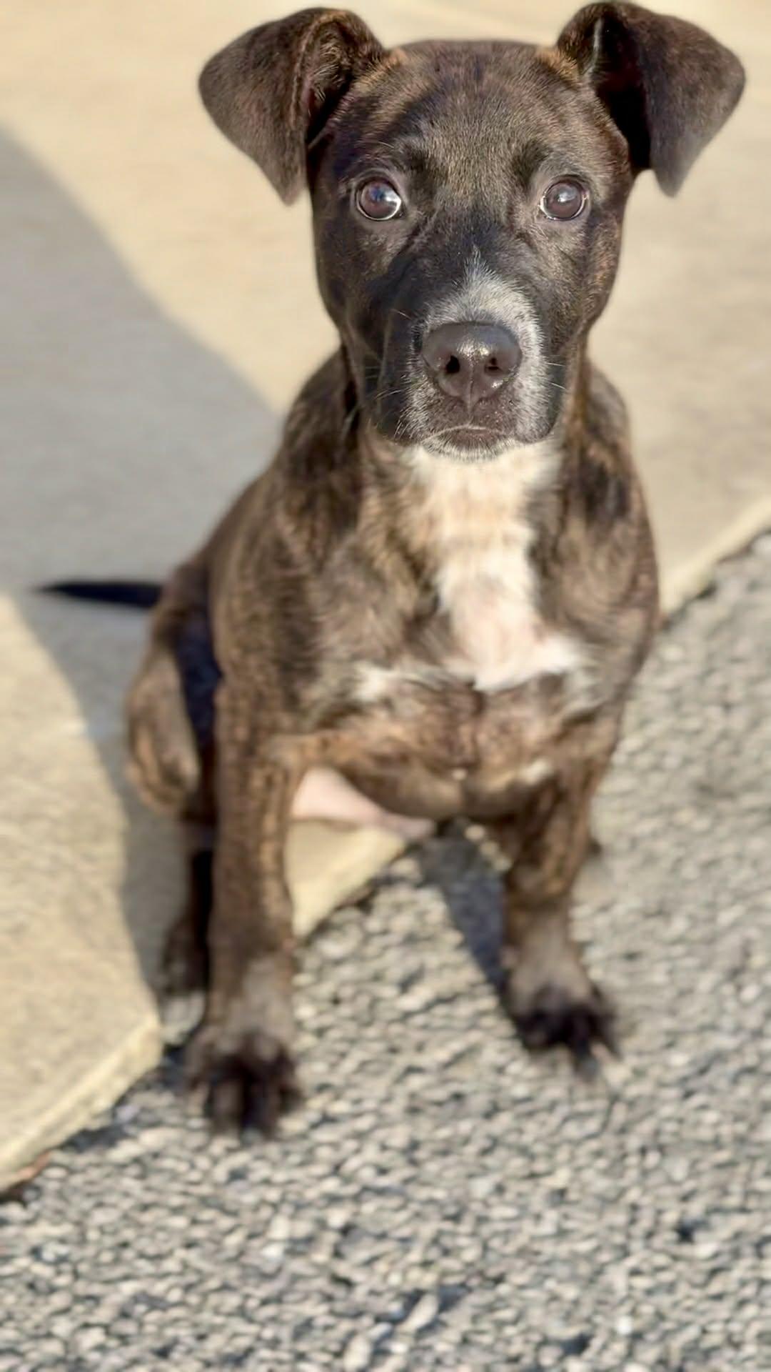 Torkin  (foster needed), Adoptable, Puppy Male Mountain Cur & Pit Bull Terrier.