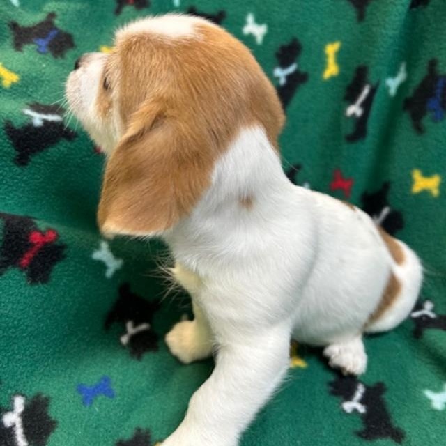 Enlarge Hunter, a ADOPTABLE mixed breed in Bartonsville, PA image 5/5