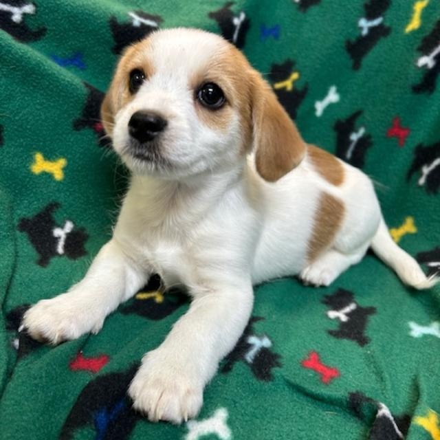 Enlarge Hunter, a ADOPTABLE mixed breed in Bartonsville, PA image 2/5