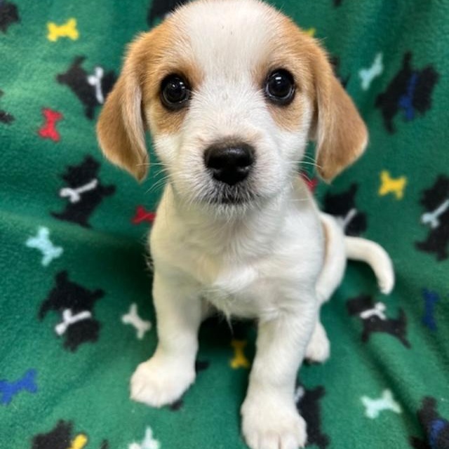 Enlarge Hunter, a ADOPTABLE mixed breed in Bartonsville, PA image 4/5