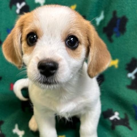 Enlarge Hunter, a ADOPTABLE mixed breed in Bartonsville, PA image 3/5