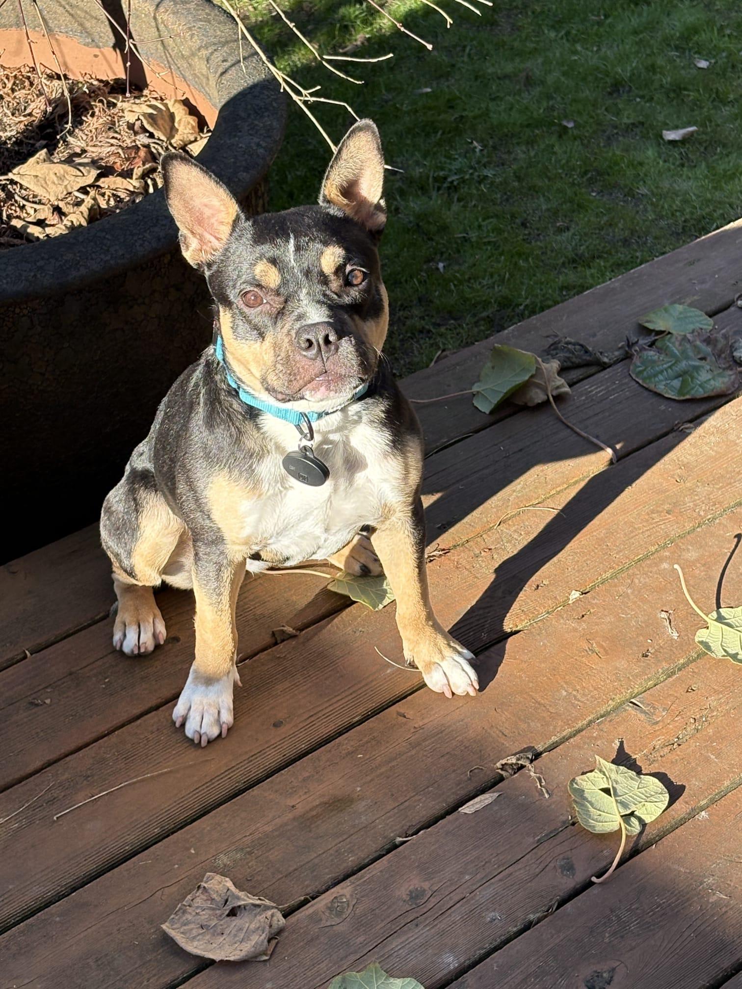 Francesca, ADOPTABLE, Young Female French Bulldog.