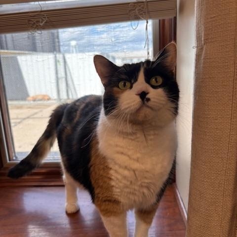 Marley, an adoptable Domestic Short Hair in Davenport, IA, 52806 | Photo Image 5