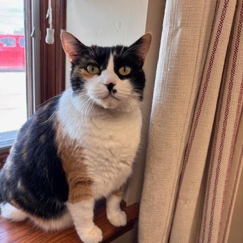 Marley, an adoptable Domestic Short Hair in Davenport, IA, 52806 | Photo Image 1