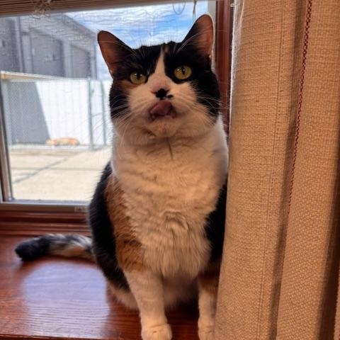 Marley, an adoptable Domestic Short Hair in Davenport, IA, 52806 | Photo Image 3