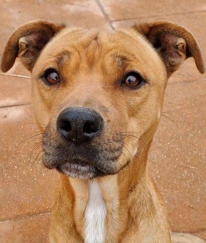 Enlarge Dory, a Adoptable mixed breed in Shreveport, LA image 1/2
