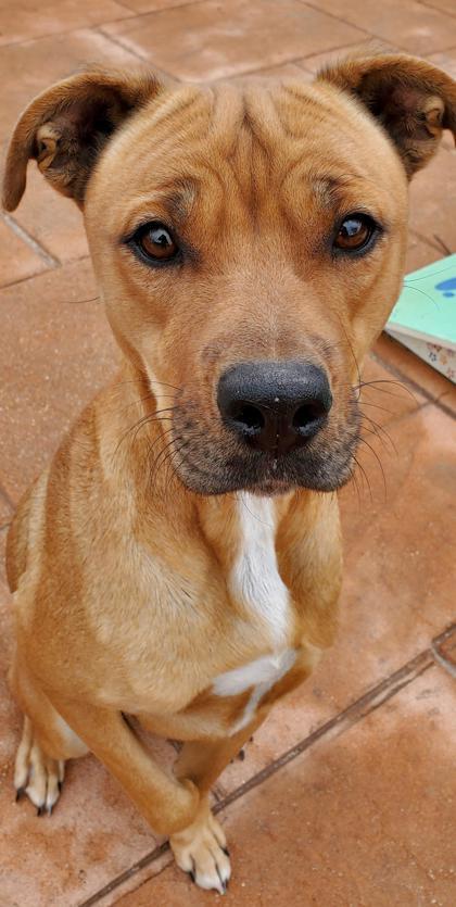 Enlarge Dory, a Adoptable mixed breed in Shreveport, LA image 2/2