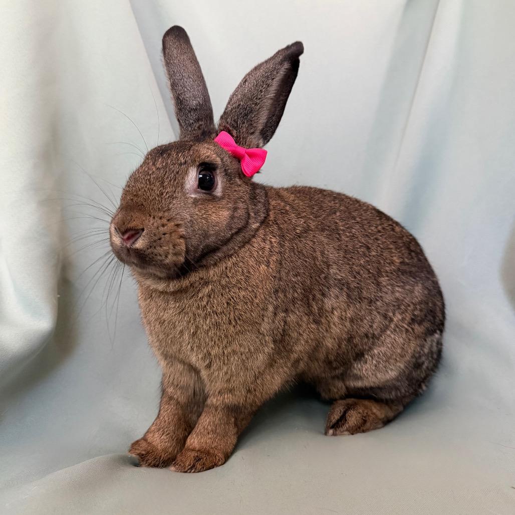Enlarge Small Fry, a Adoptable American in Columbia, MD image 2/4