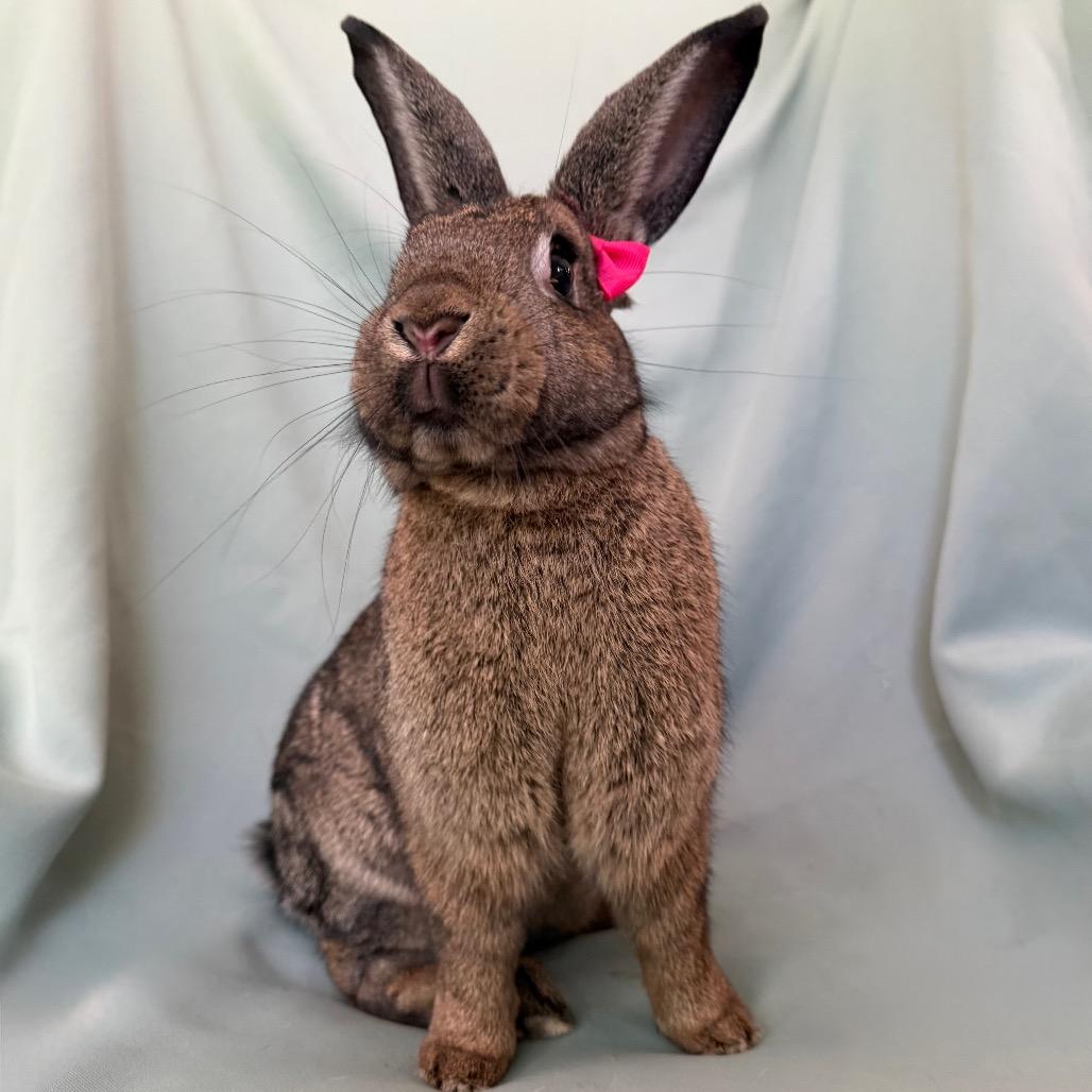Small Fry, Adoptable, Young Female American.