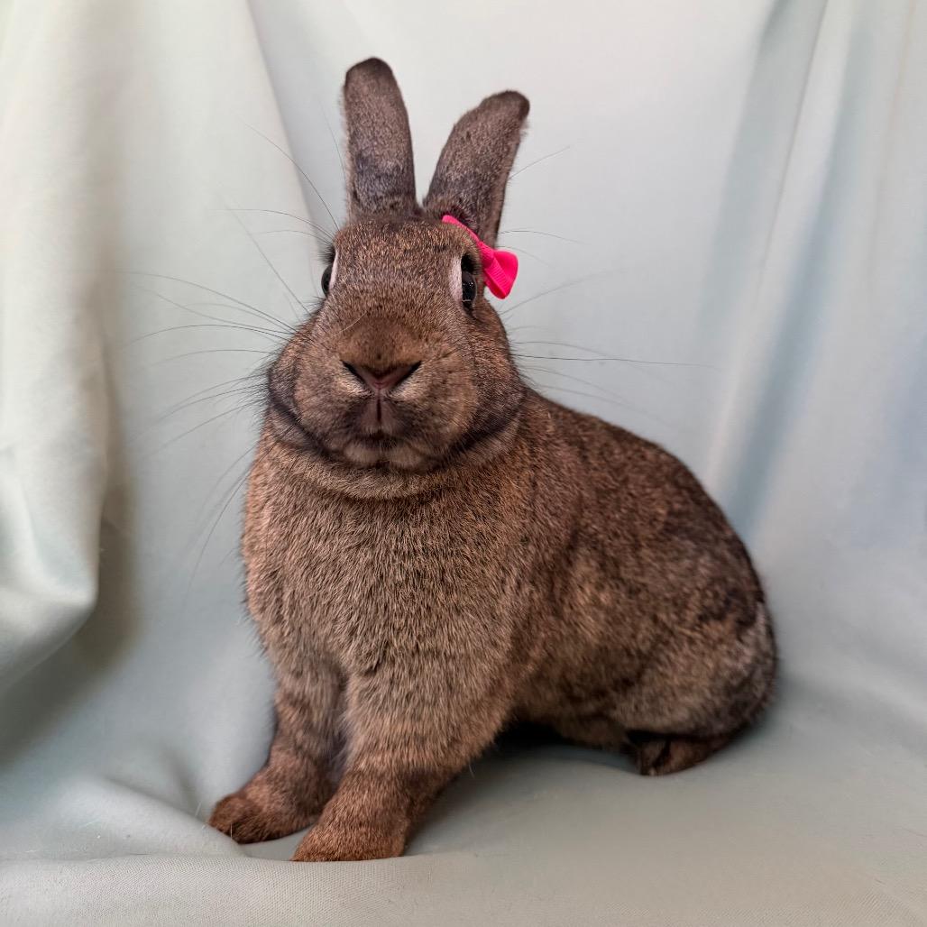 Enlarge Small Fry, a Adoptable American in Columbia, MD image 3/4