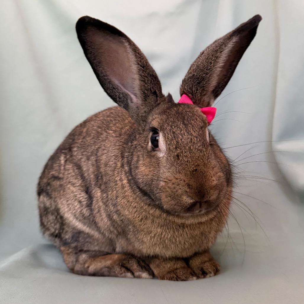 Enlarge Small Fry, a Adoptable American in Columbia, MD image 4/4
