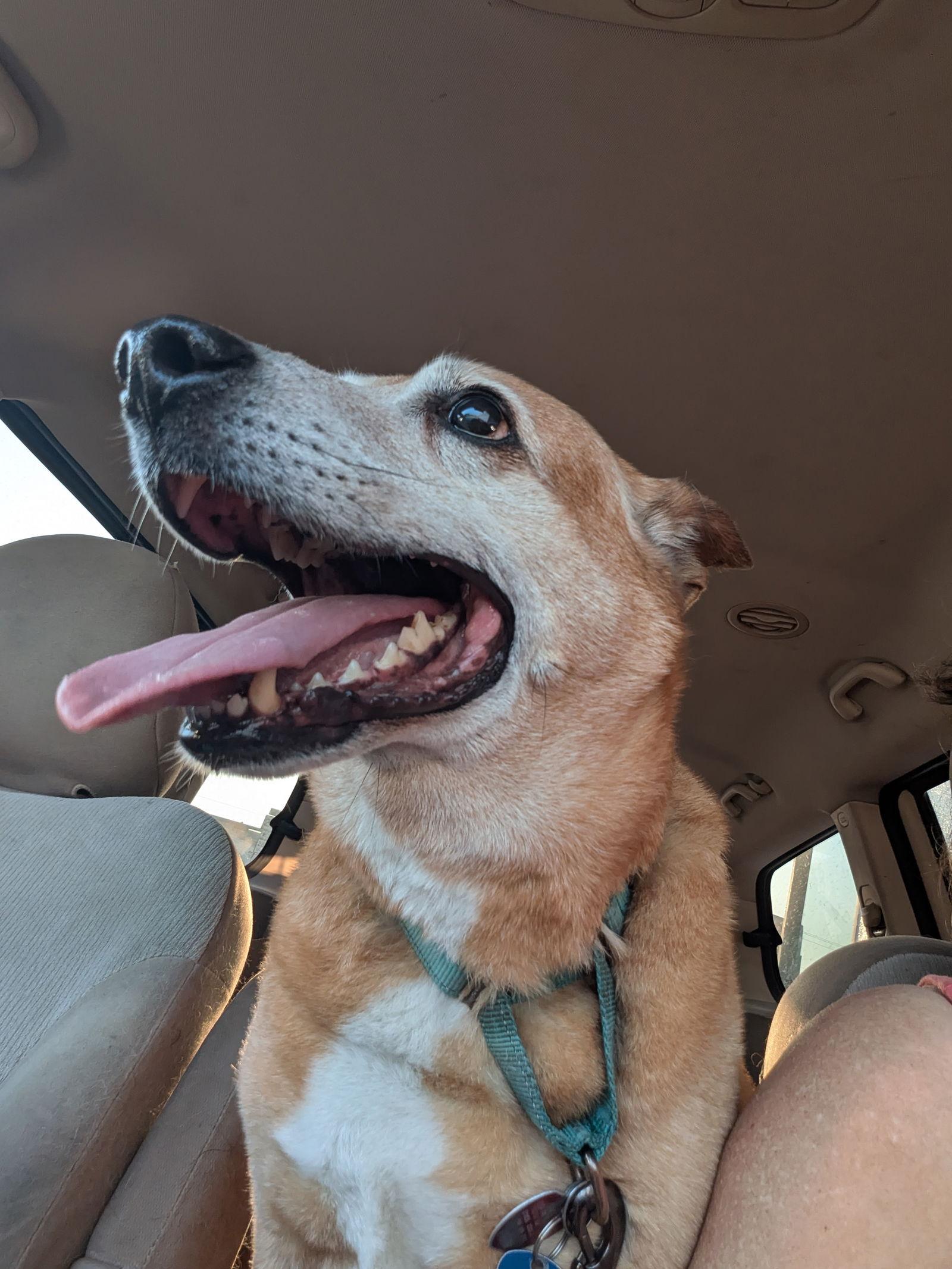 Kent, a Adoptable mixed breed in Orange Grove, TX image 2/3