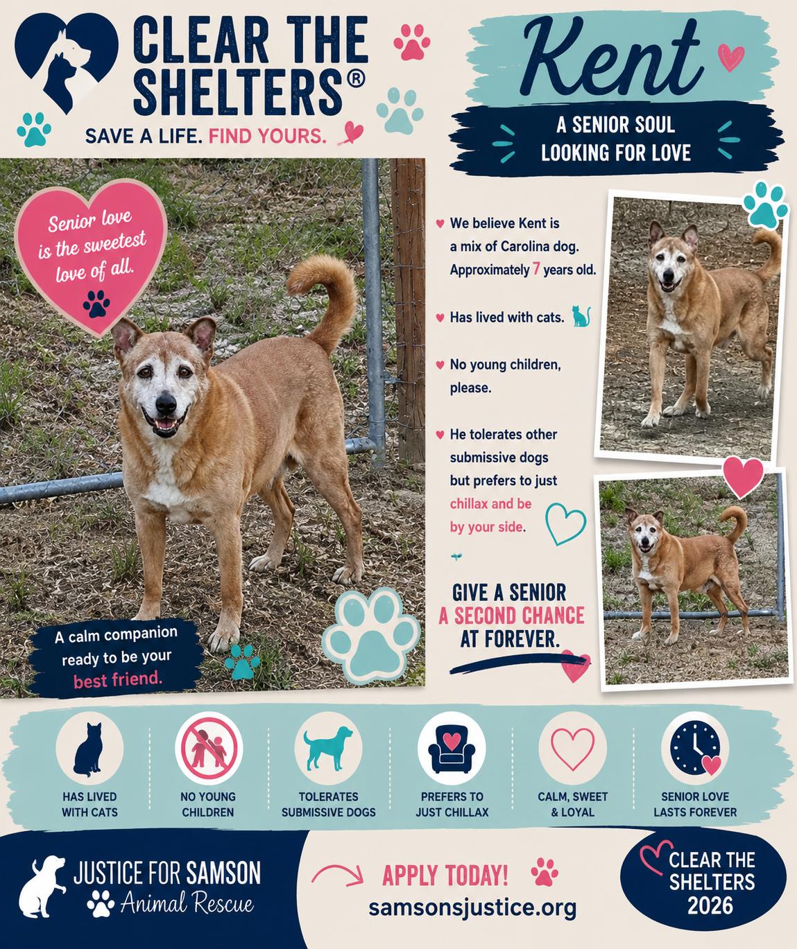 Kent, a Adoptable mixed breed in Falfurrias, TX image 1/3