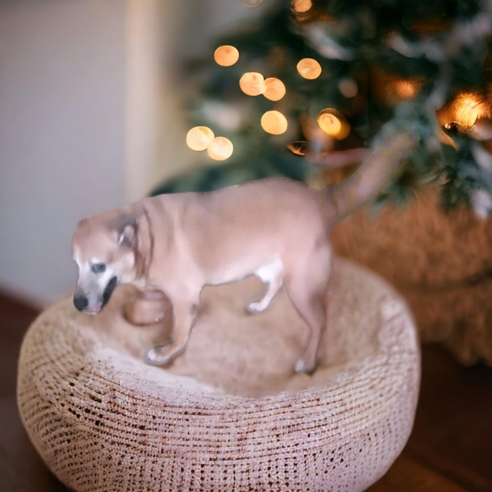 Kent, a Adoptable mixed breed in Orange Grove, TX image 3/3