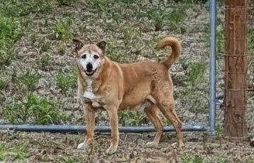 Enlarge Kent, a Adoptable mixed breed in Orange Grove, TX image 2/3