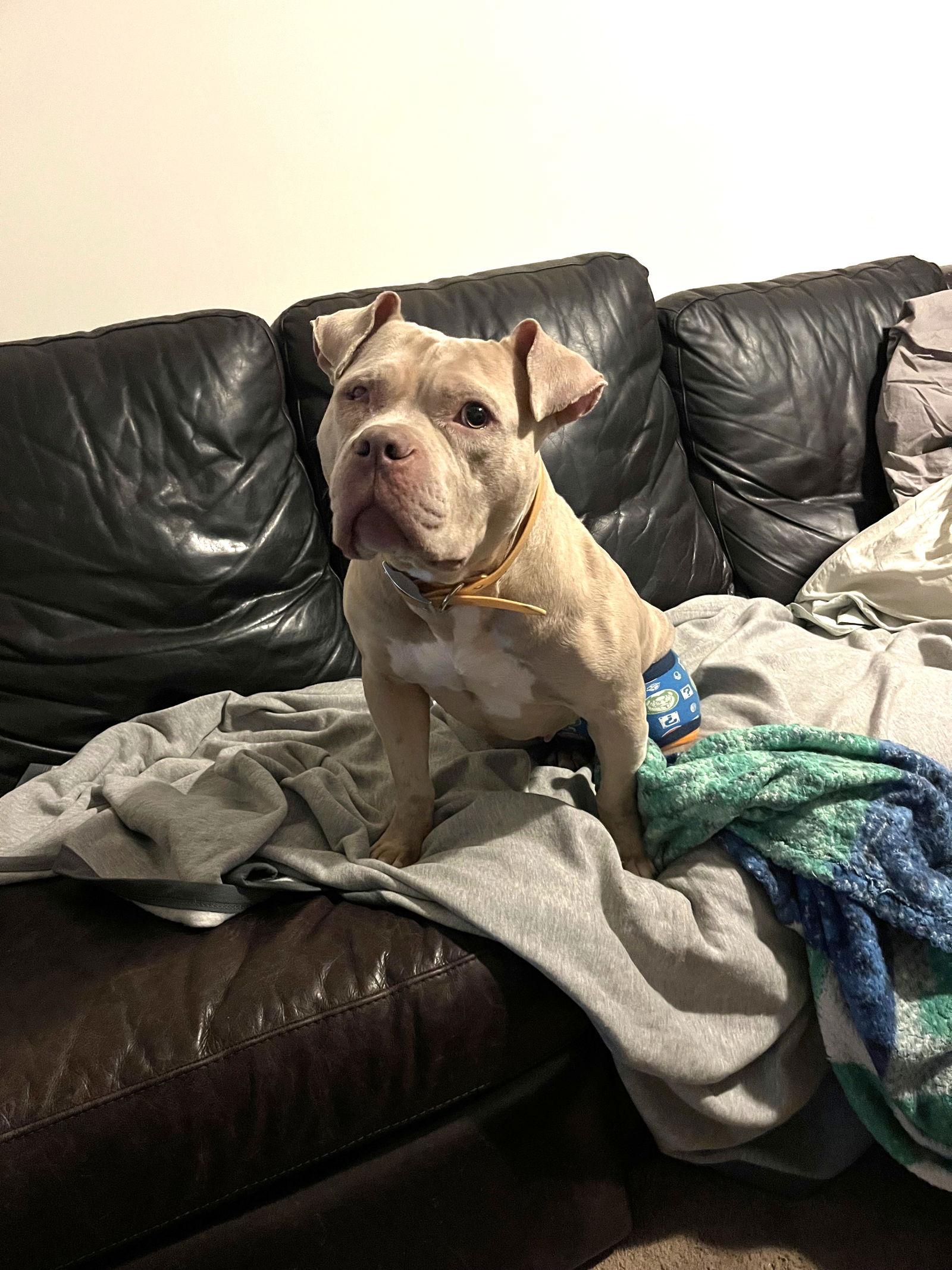 Enlarge Ellie, a Adopted Pit Bull Terrier in Rockville, MD image 1/3