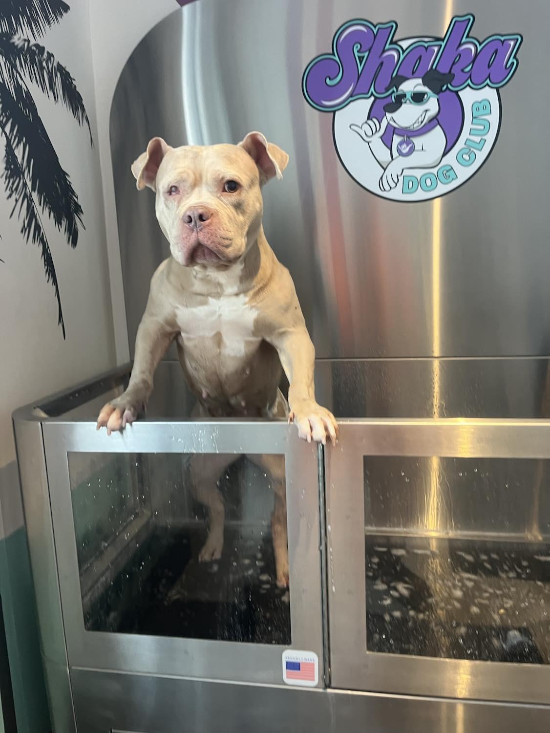 Enlarge Ellie, a Adopted Pit Bull Terrier in Rockville, MD image 2/3