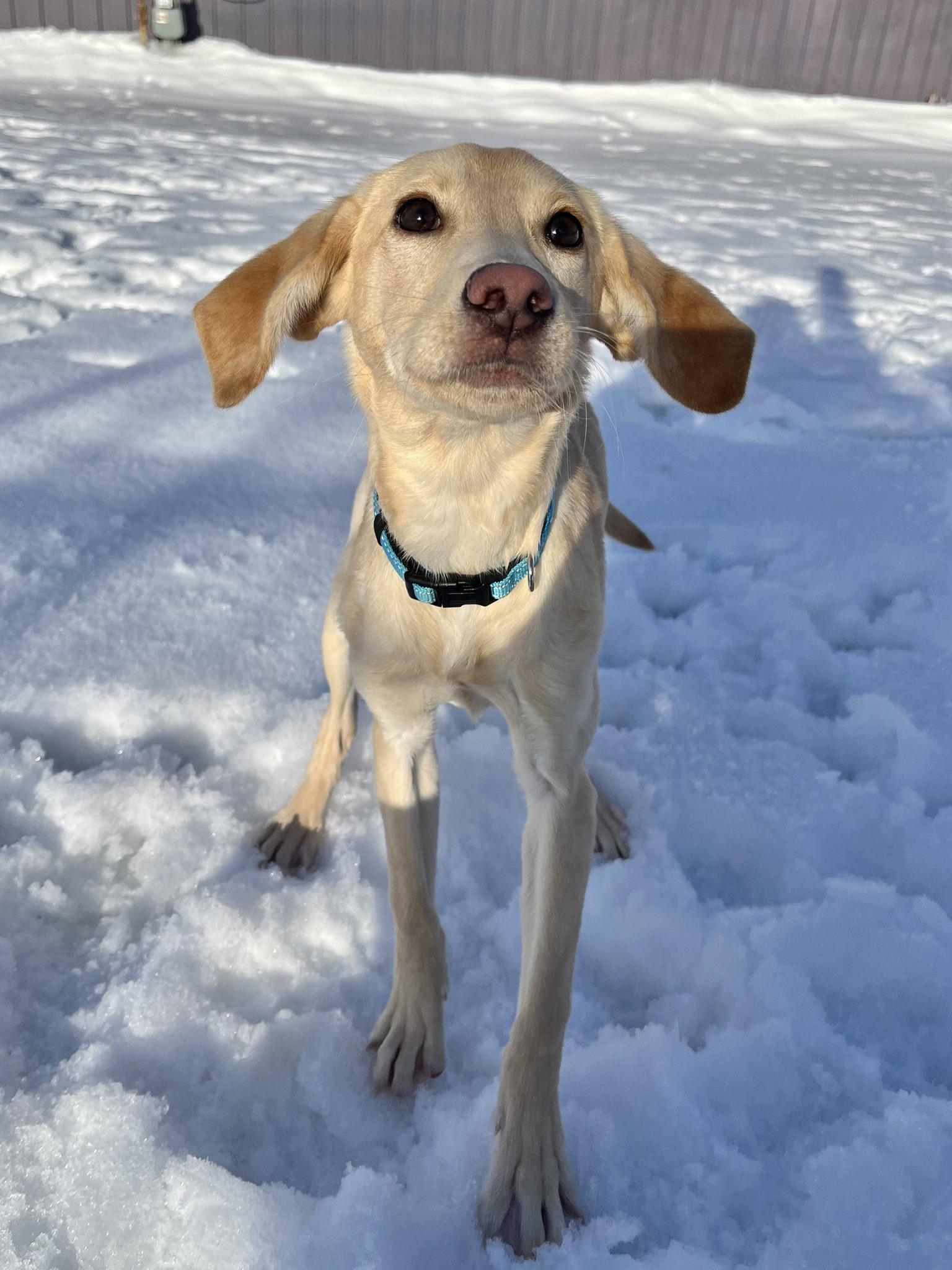 Bo, ADOPTABLE, Puppy Female Labrador Retriever.