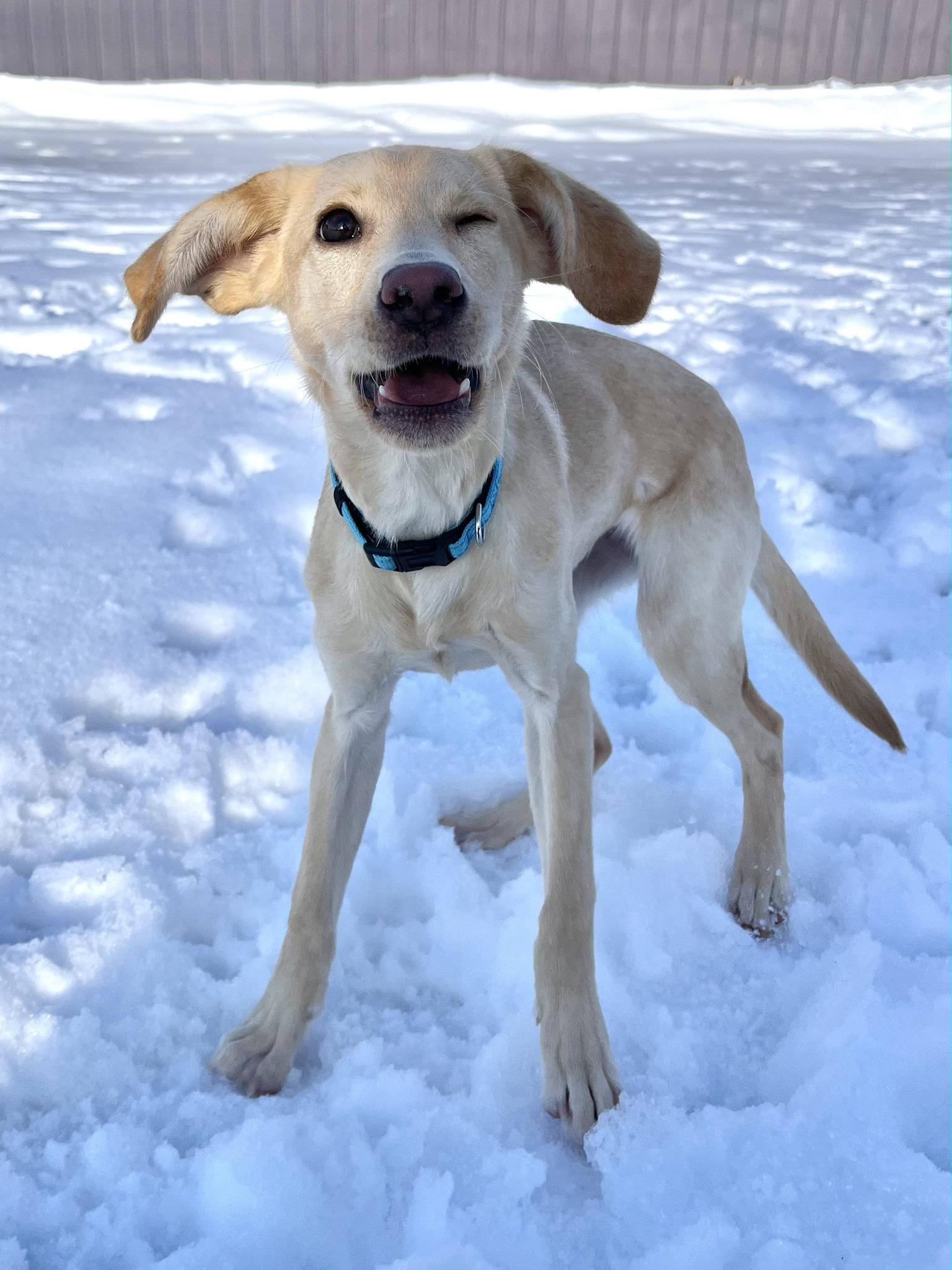 Enlarge Bo, a ADOPTABLE Labrador Retriever in Blaine, MN image 4/4