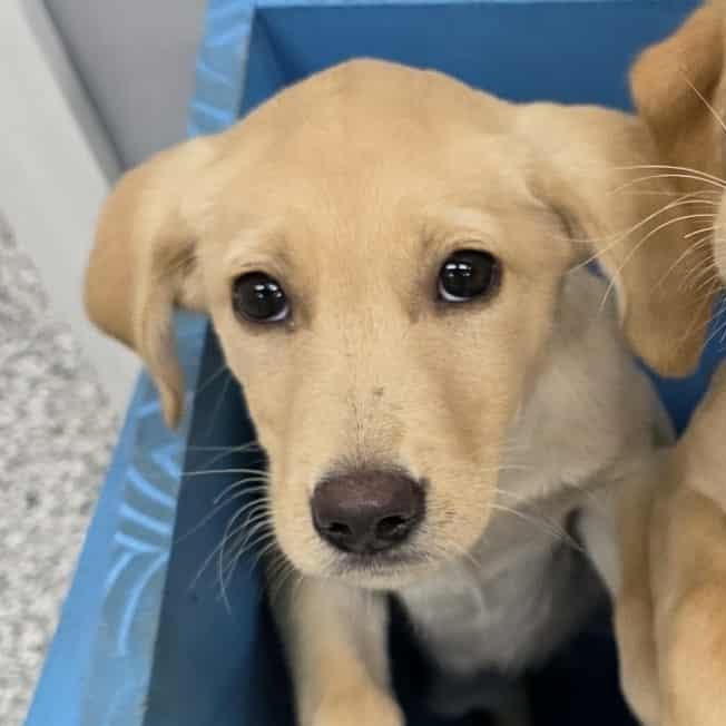 Enlarge Bo, a ADOPTABLE Labrador Retriever in Blaine, MN image 1/1