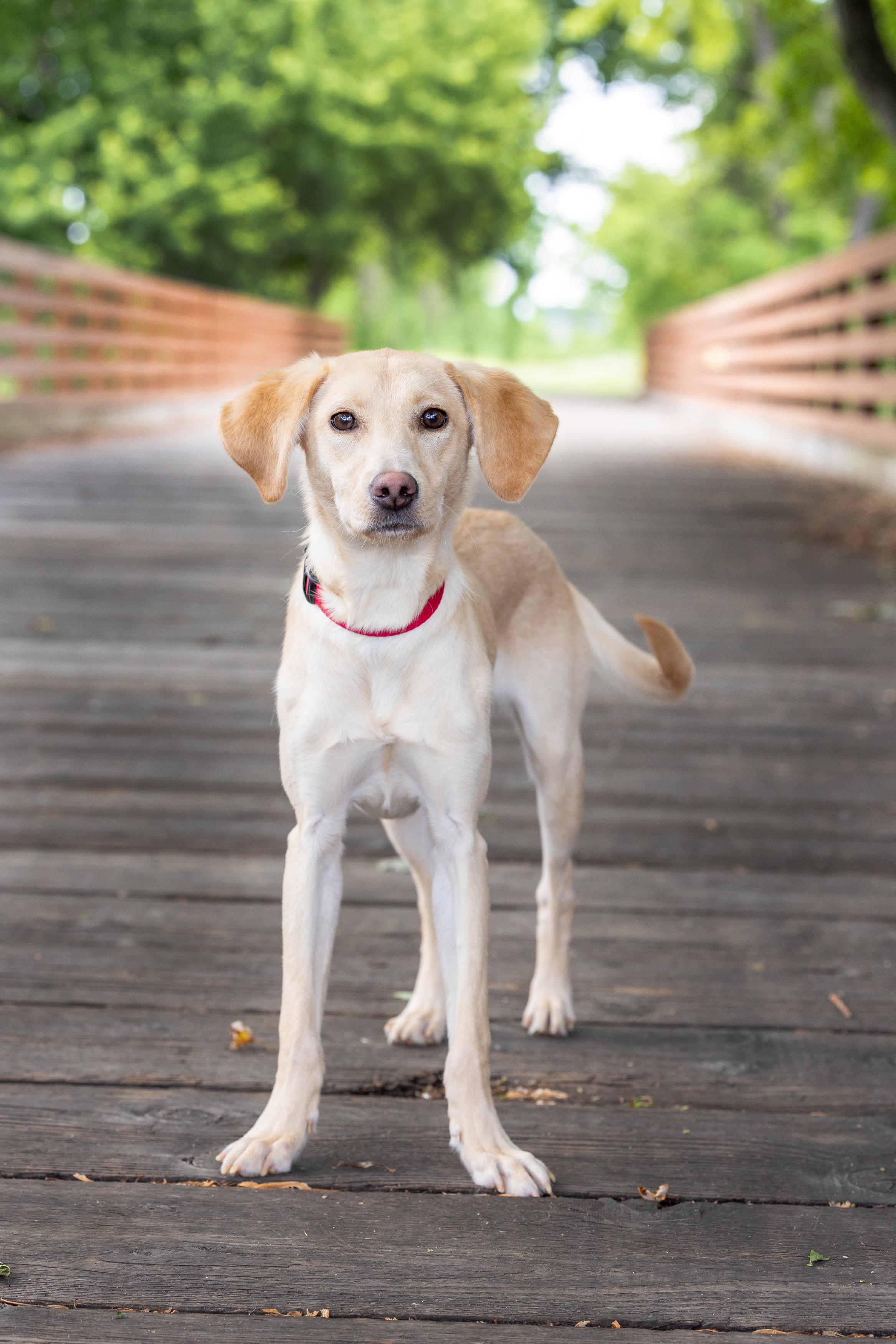 Enlarge Bo, a ADOPTABLE Labrador Retriever in Blaine, MN image 3/4