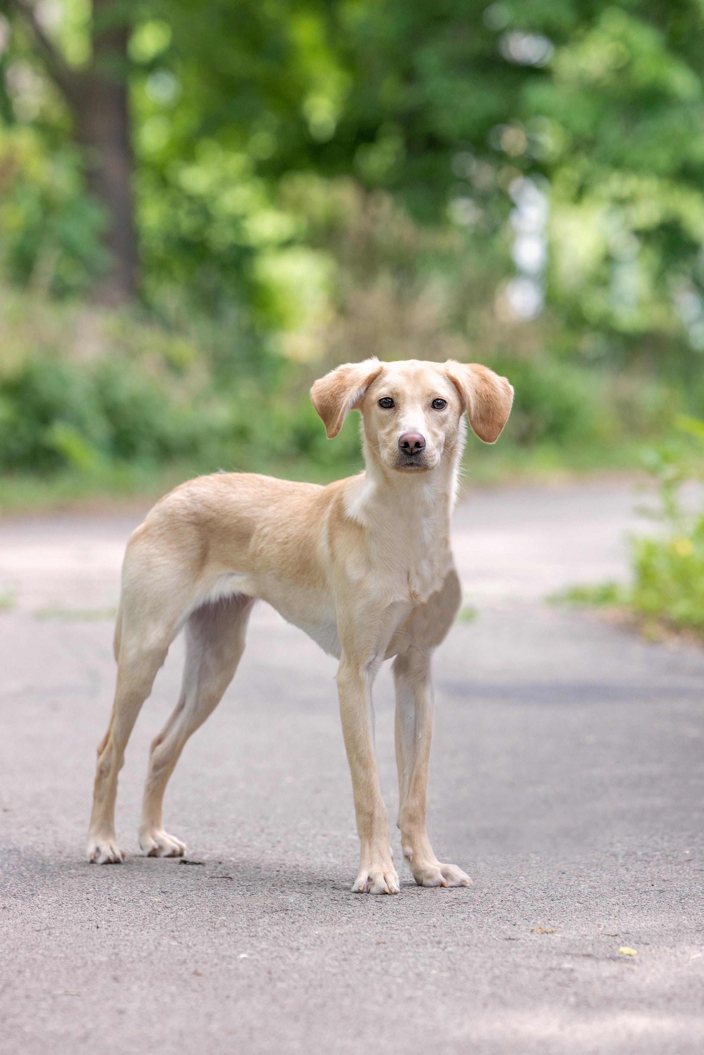 Enlarge Bo, a ADOPTABLE Labrador Retriever in Blaine, MN image 4/4