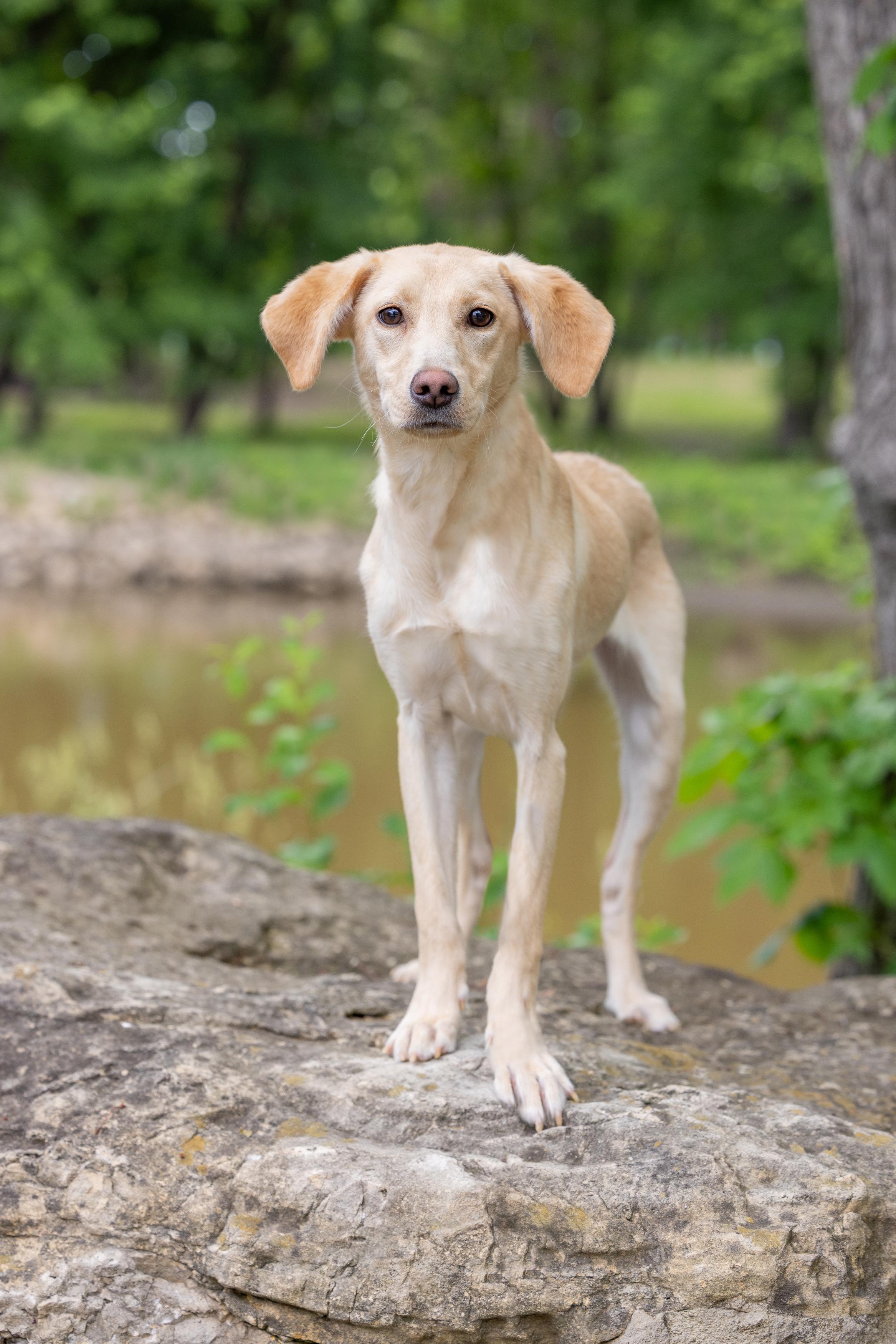 Bo, ADOPTABLE, Puppy Female Labrador Retriever.