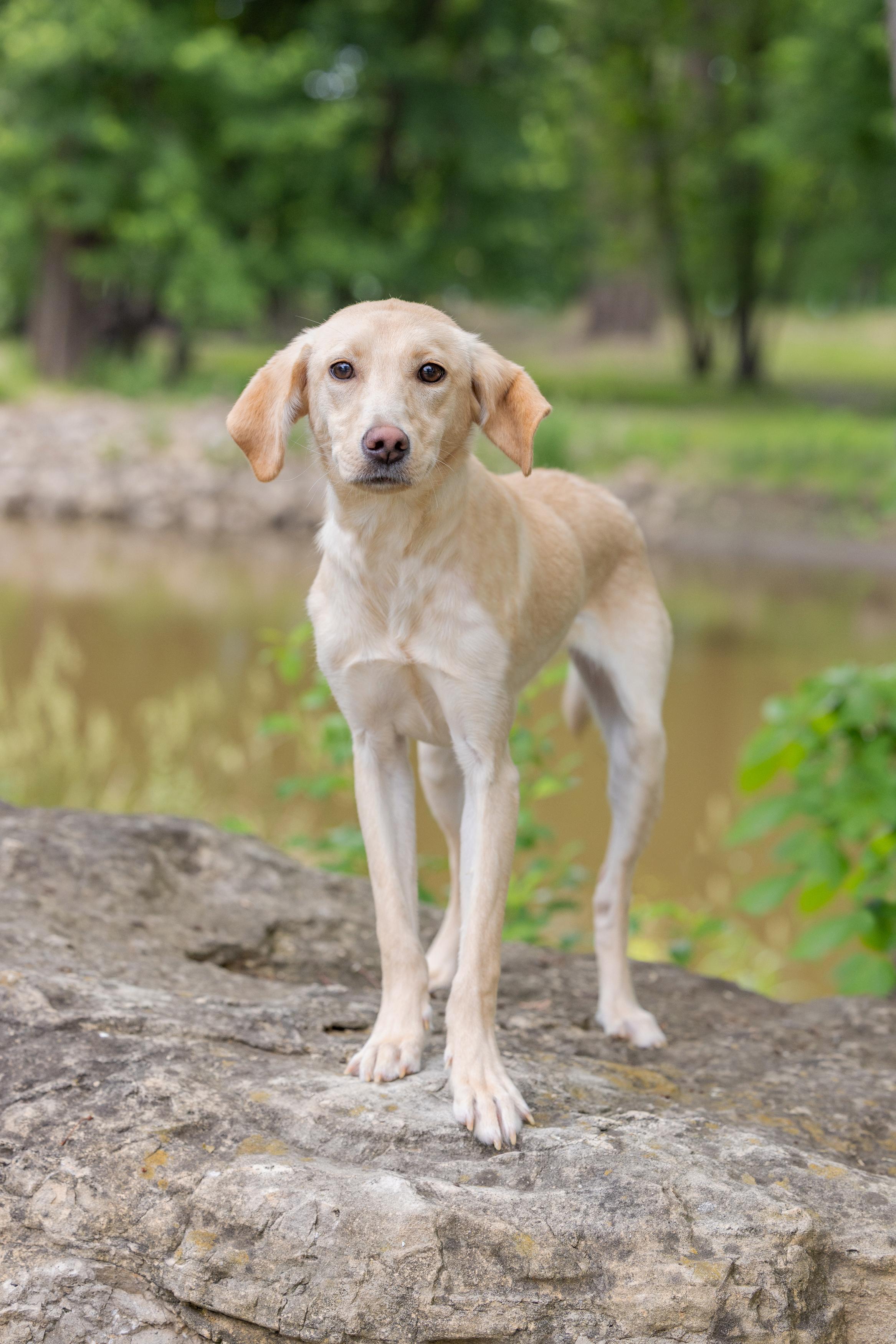 Enlarge Bo, a ADOPTABLE Labrador Retriever in Blaine, MN image 2/4