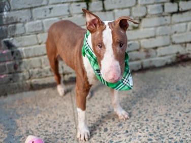 Enlarge 26-029 Eggs Benedict, a Adoptable Bull Terrier in New York, NY image 1/3
