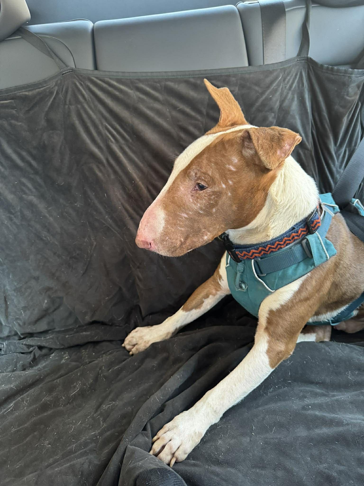 Enlarge 26-029 Eggs Benedict, a Adoptable Bull Terrier in New York, NY image 2/3