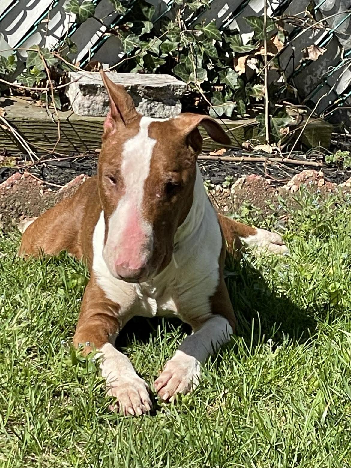 Enlarge 26-029 Eggs Benedict, a Adoptable Bull Terrier in New York, NY image 3/3