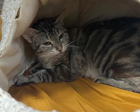 Madonna, an adoptable Domestic Short Hair in Juneau, AK, 99801 | Photo Image 1