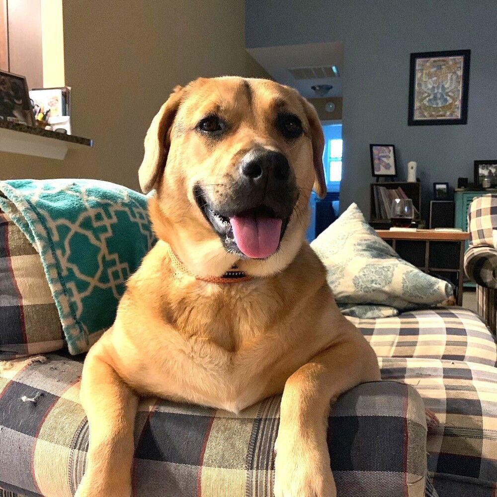 Piper, Adoptable, Young Female Labrador Retriever.